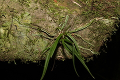 Sarcochilus ceciliae