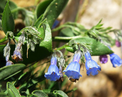 Mertensia