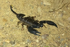 Hormurus