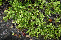 Uromyrtus artensis