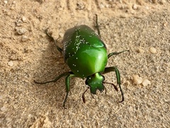 Ischiopsopha pulchripes
