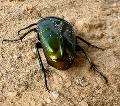 Ischiopsopha pulchripes