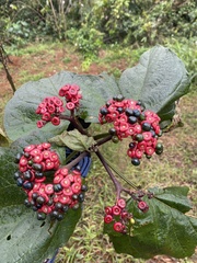 Clerodendrum japonicum