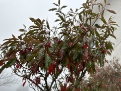 Photinia niitakayamensis