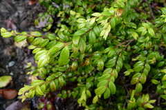 Uromyrtus artensis