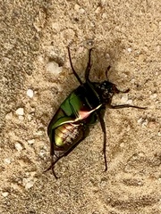 Ischiopsopha pulchripes