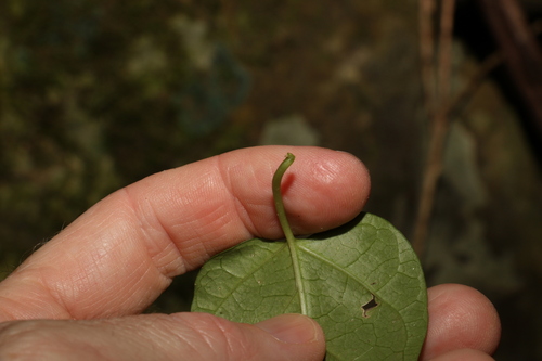 Image of Vincetoxicum paniculatum by (c) Greg Tasney, some rights reserved (CC BY-SA)