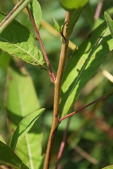 Ludwigia alternifolia