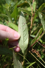Ludwigia alternifolia