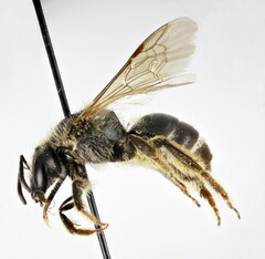 Lasioglossum zonulus