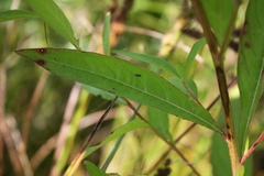 Ludwigia alternifolia