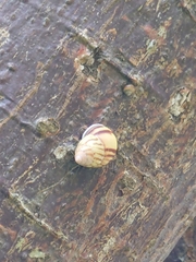 Amphidromus perversus