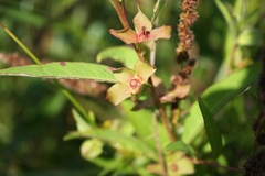 Ludwigia alternifolia