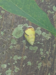 Amphidromus perversus