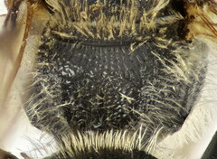 Lasioglossum zonulus