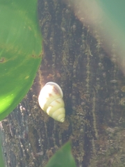 Amphidromus perversus