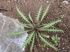 Caulanthus lasiophyllus