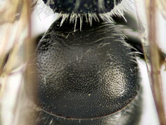 Lasioglossum zonulus
