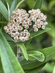Ozothamnus argophyllus