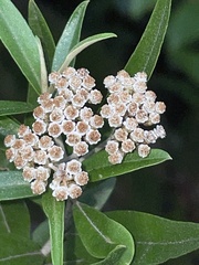 Ozothamnus argophyllus