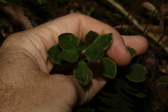Peperomia leptostachya