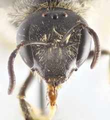 Lasioglossum zonulus