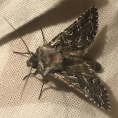 Calamia decipiens