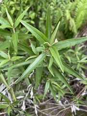 Ozothamnus argophyllus