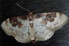 Idaea rusticata
