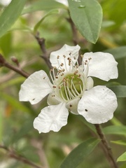 Leptospermum morrisonii