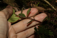 Peperomia leptostachya