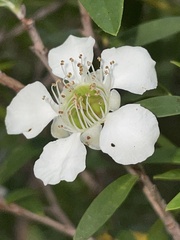 Leptospermum morrisonii
