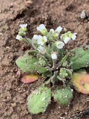 Tomostima cuneifolia