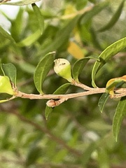 Leptospermum morrisonii