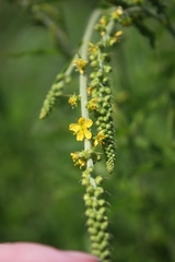 Agrimonia parviflora