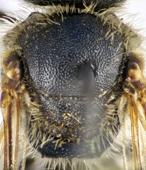 Lasioglossum zonulus
