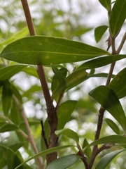 Leptospermum morrisonii