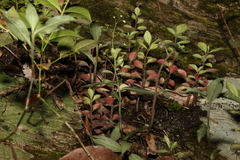 Peperomia leptostachya