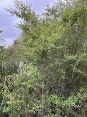 Leptospermum morrisonii