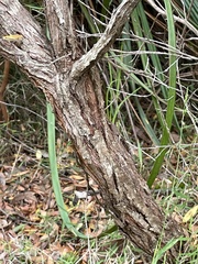Leptospermum morrisonii