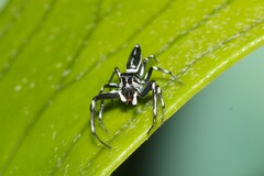 Cosmophasis micarioides