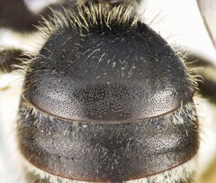 Lasioglossum zonulus