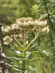 Cassinia denticulata