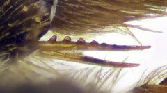 Lasioglossum zonulus