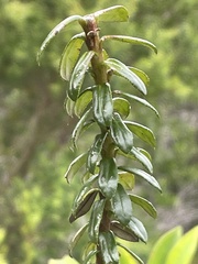 Cassinia denticulata