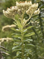 Cassinia denticulata
