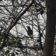 Turdus hortulorum