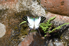 Graphium antiphates