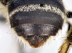 Lasioglossum zonulus