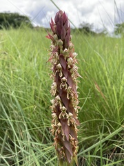 Satyrium cristatum